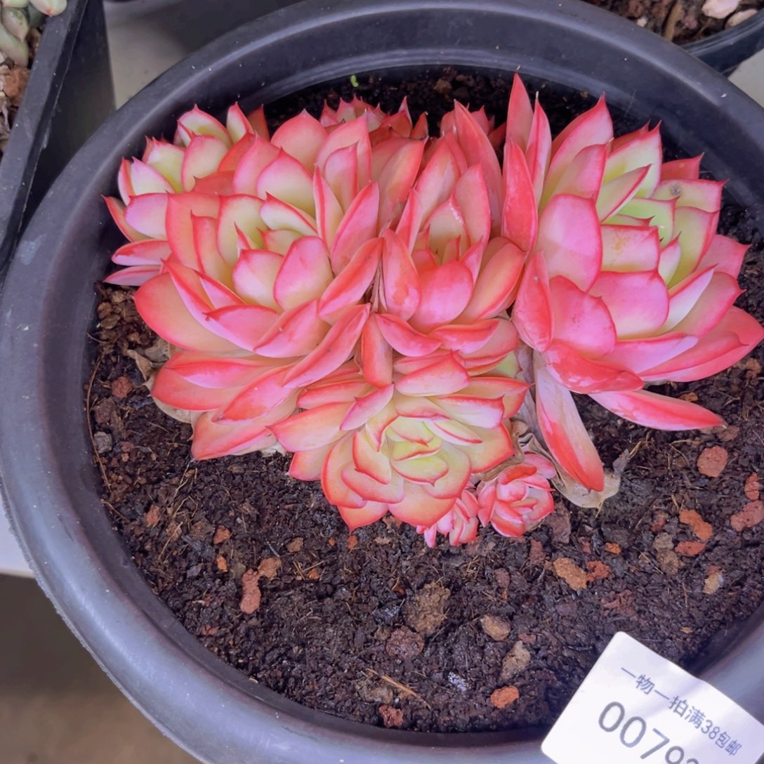 多肉一物一拍7938