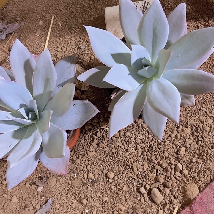 广寒宫精品多肉植物