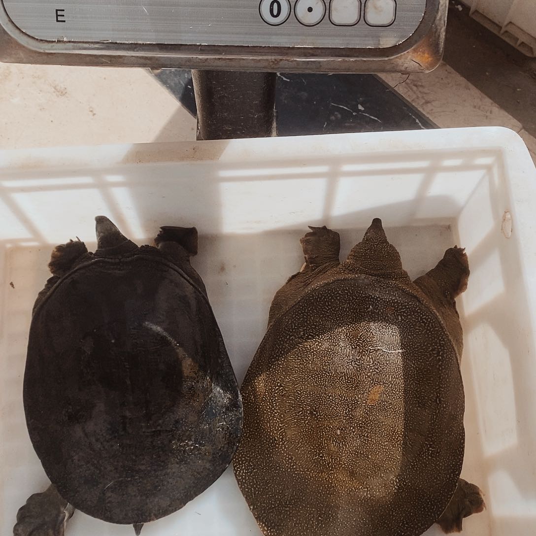 中国大陆野生甲鱼包邮