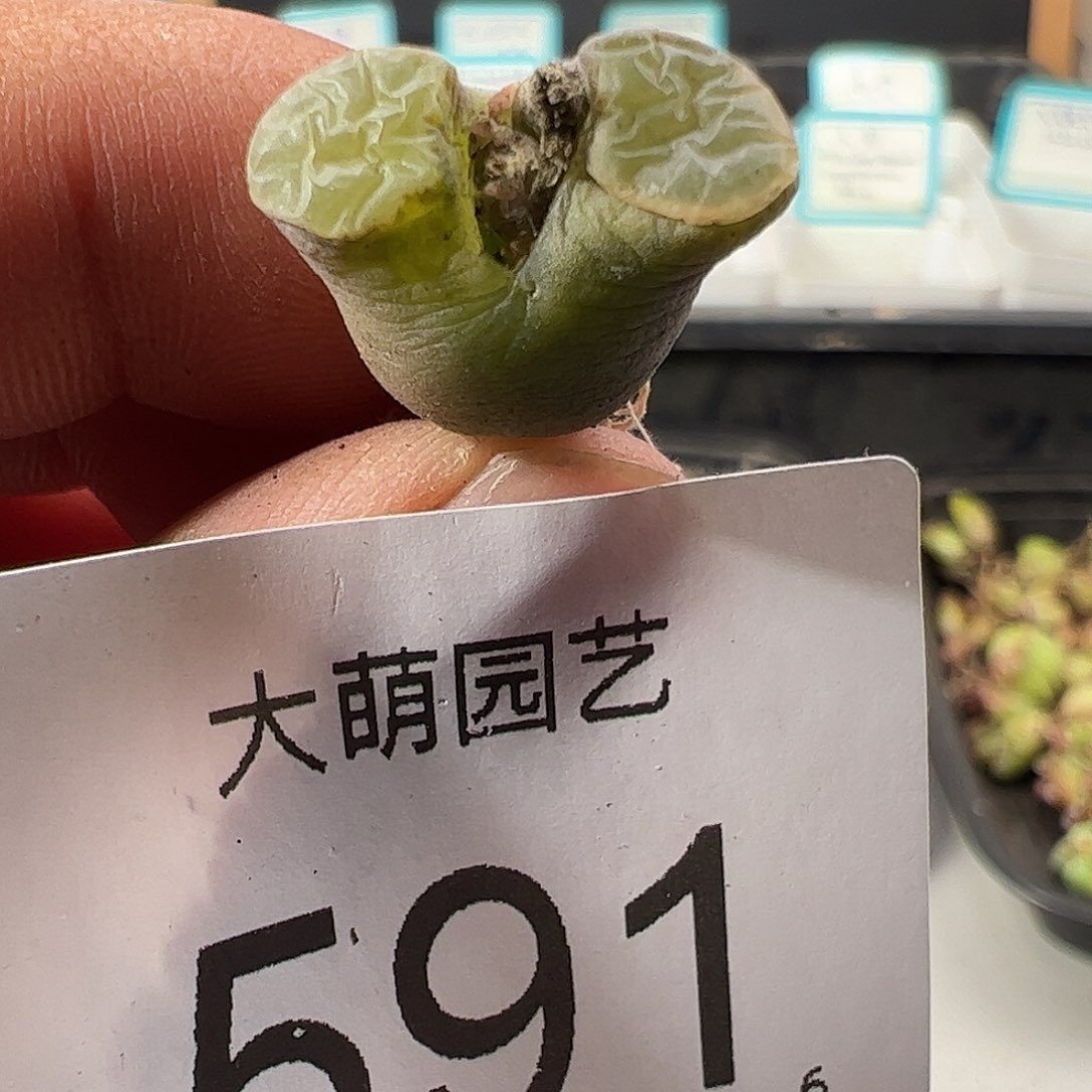 0000591 一物一拍……