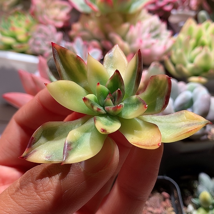 野马东云锦拉丝锦