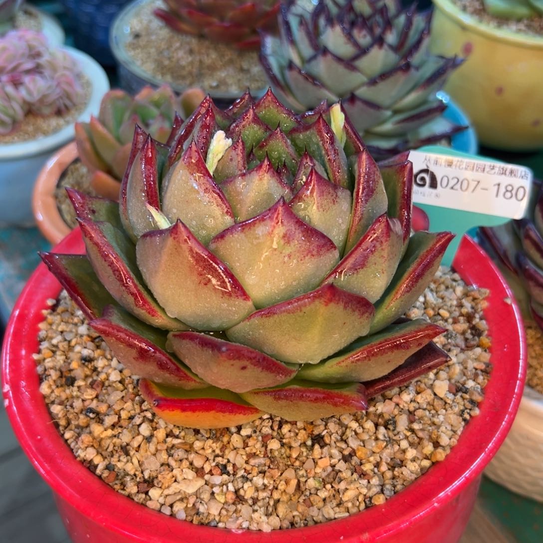 多肉一物一拍编号0207-180