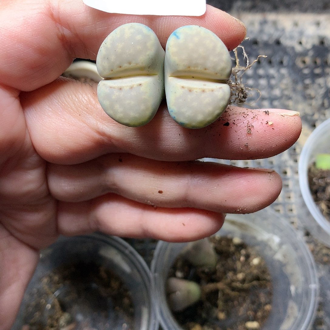 安****7E289多肉植物保护