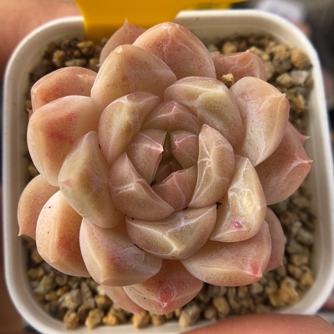 桔子糖可拍352号。   