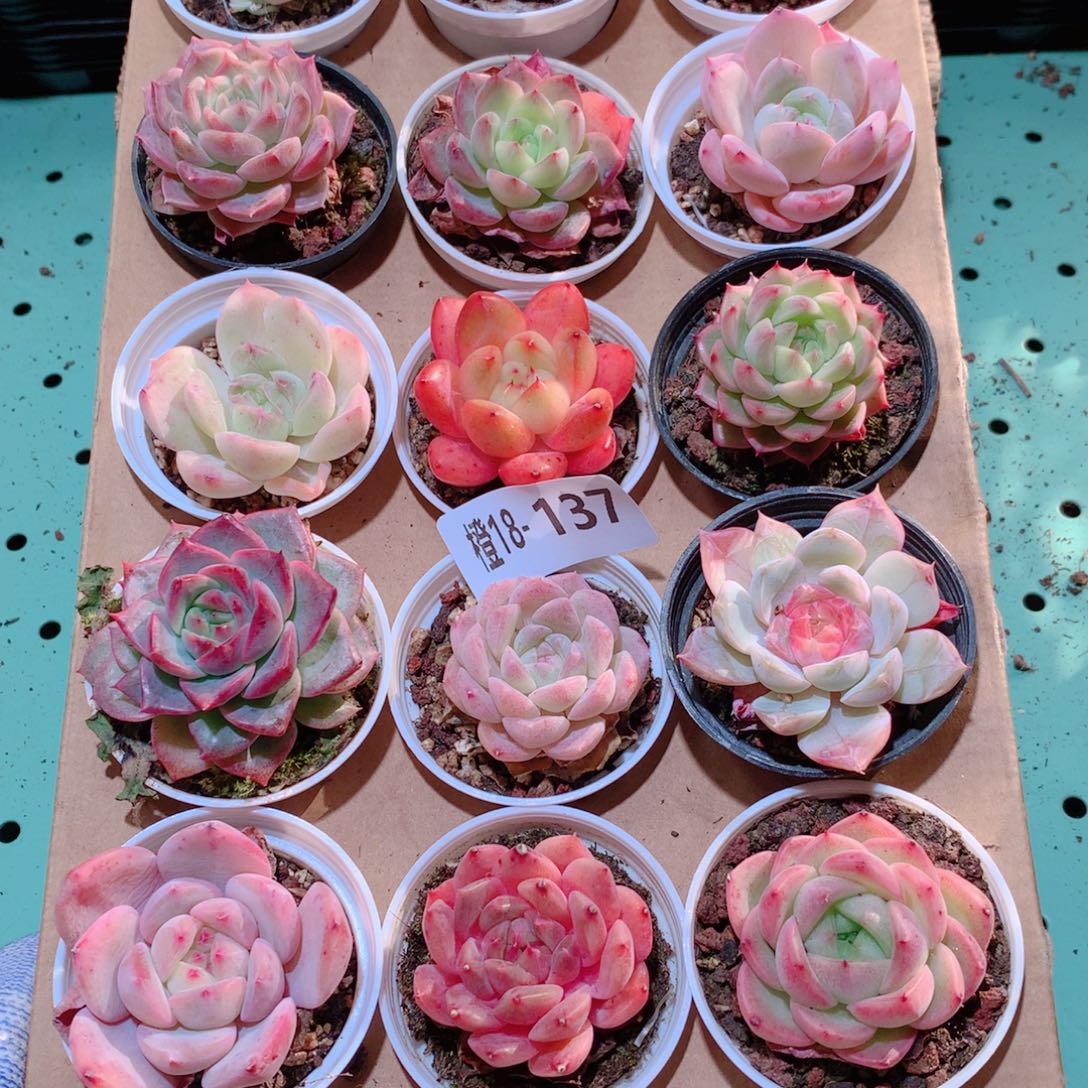 18-137一物一拍多肉带盆18颗