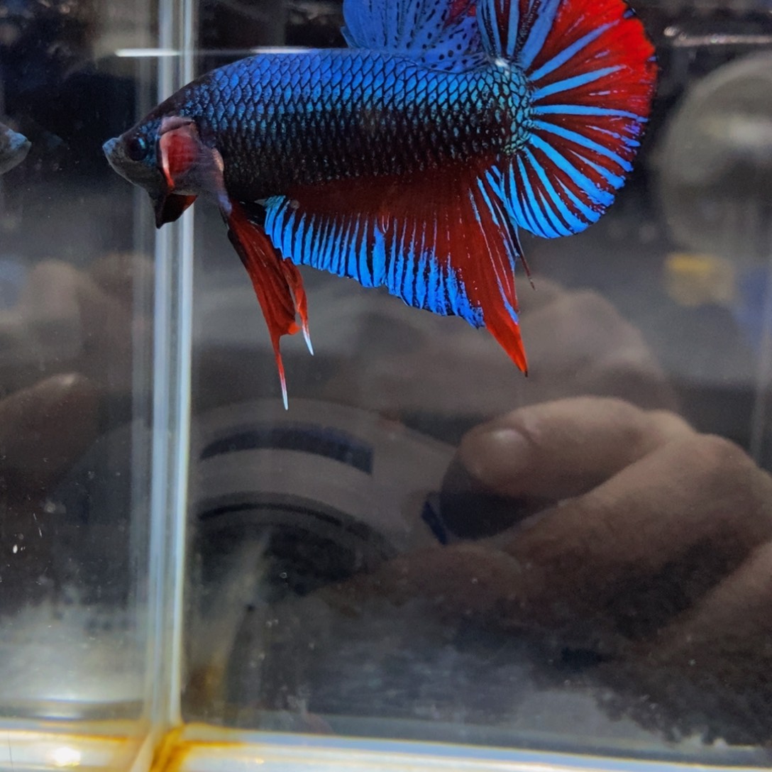 斗鱼310搏击龙巨斗