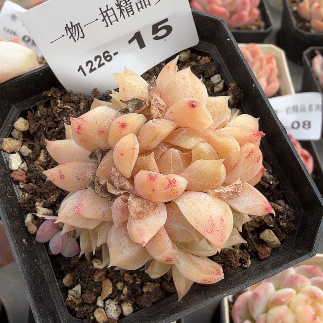 1226-15多肉一物一拍