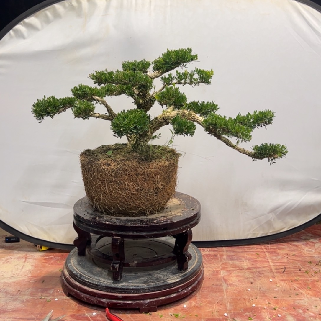 无花朵广东皱皮雀舌黄杨