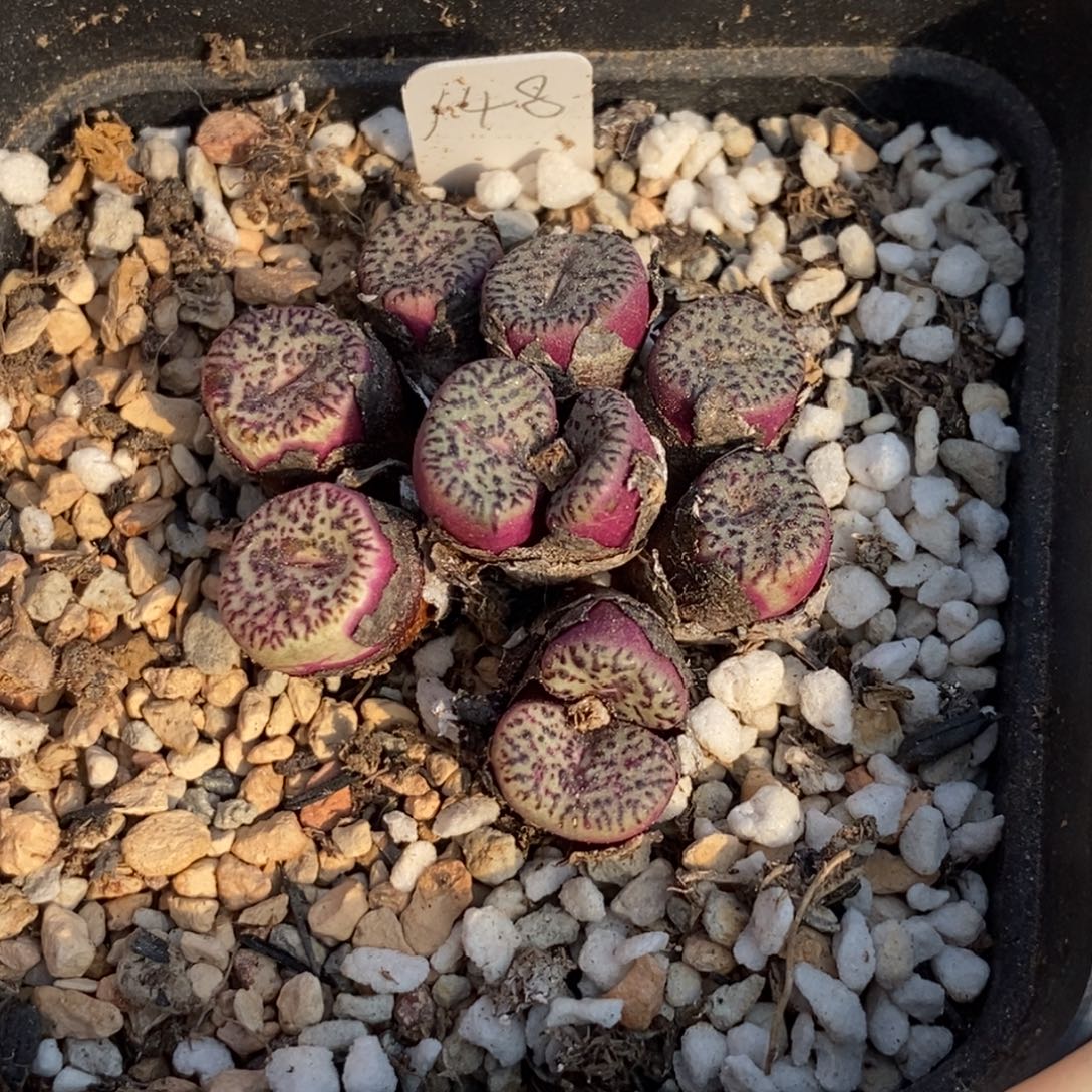 5806 霓虹安贞箘带盆土