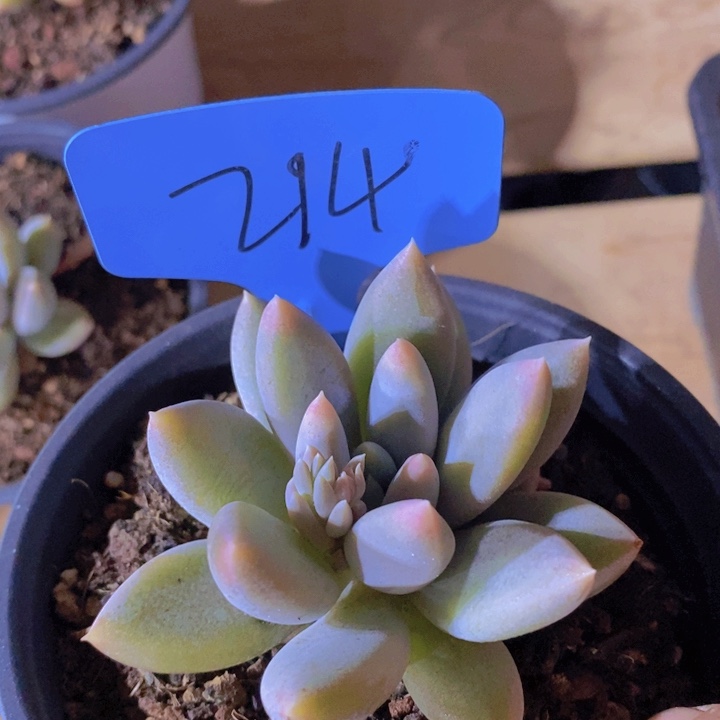 这么久不给孩子打电