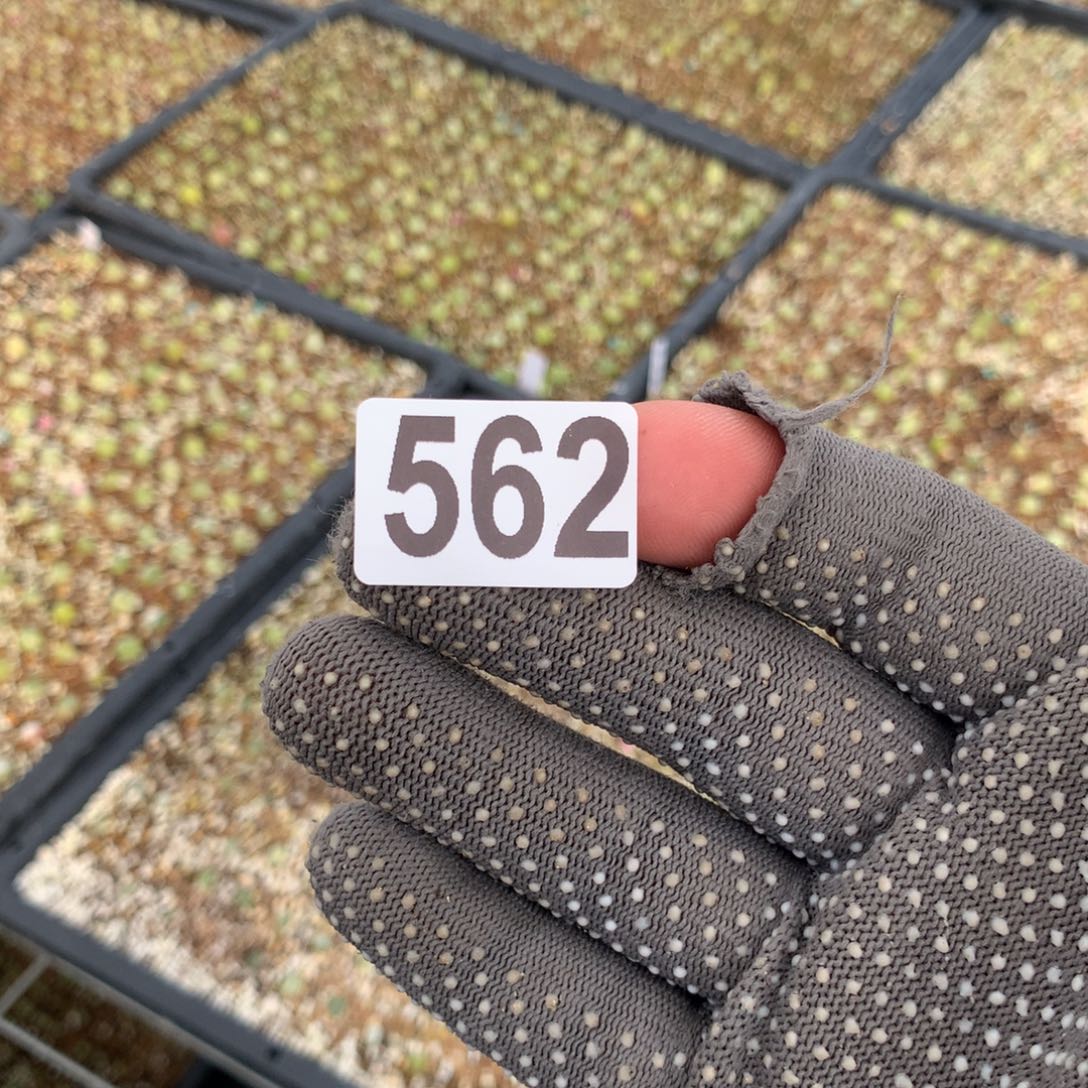 猴**妹562大王拉登25颗0.8厘米