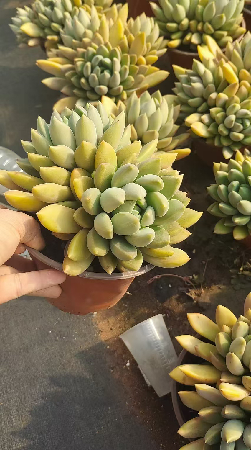 黄金小象牙，精水精控，栖云花坊新疆，西藏不发货