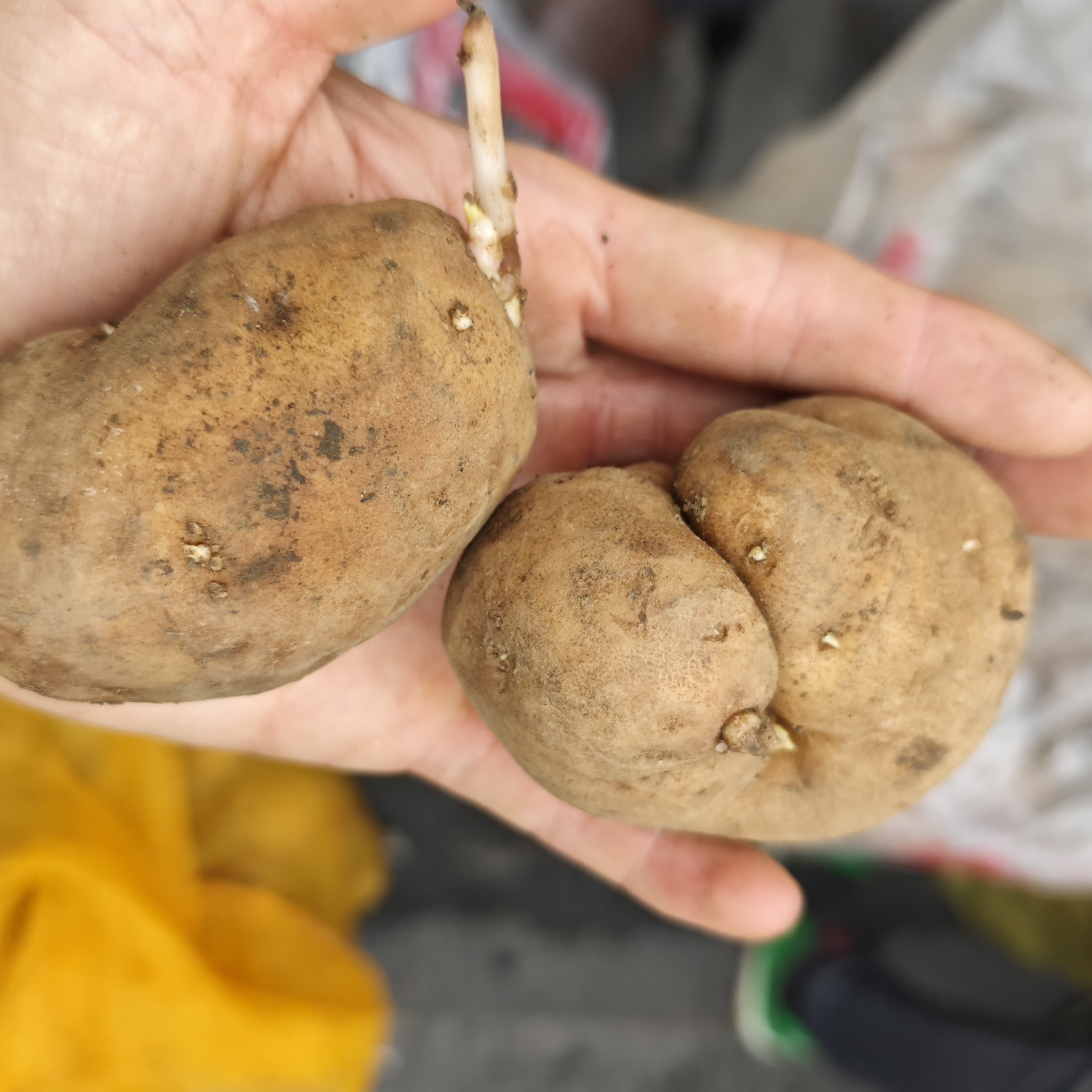 贵州本地米拉洋芋品种的新洋芋