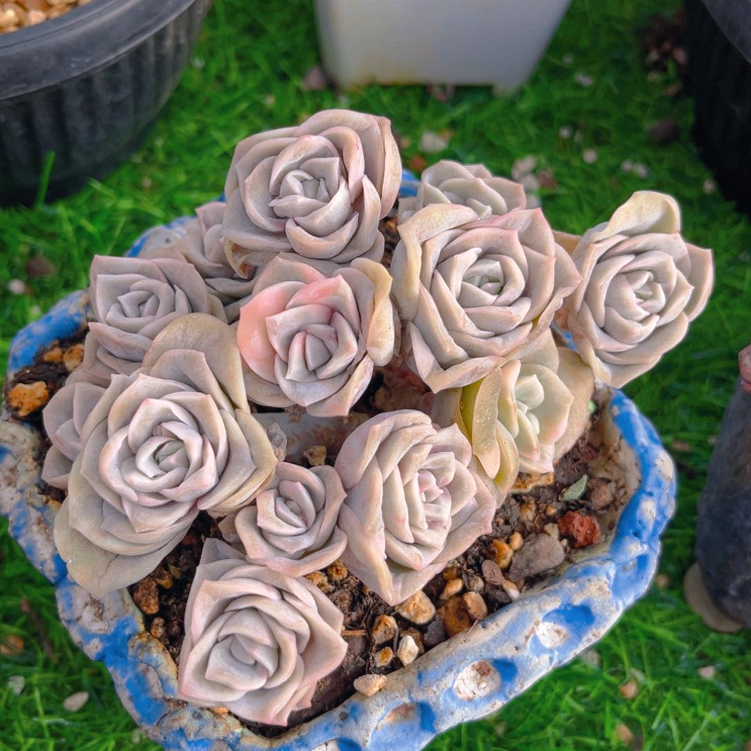 可爱玫瑰8888888888888