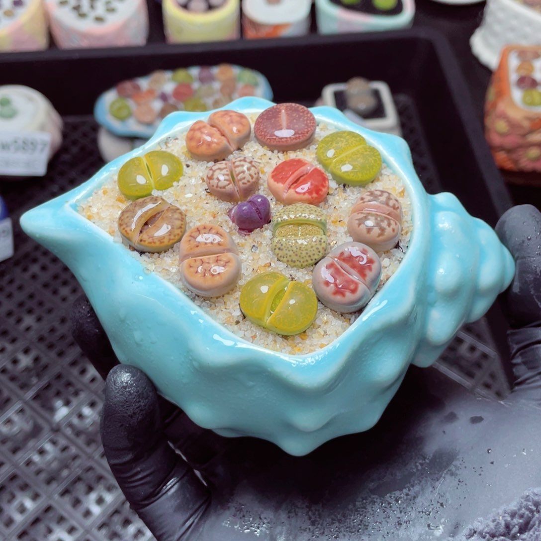 w5900--带盆土发货，零下地区拍保温箱