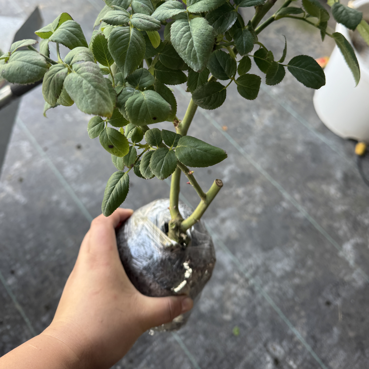 根接切花特价盲盒6颗