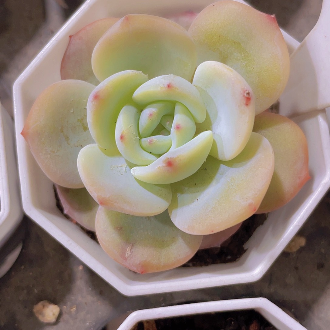 凤澄w010一物一拍