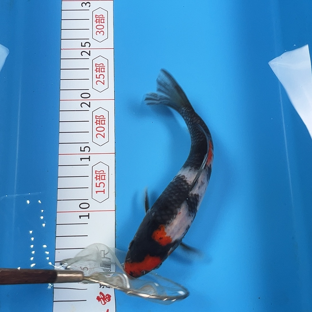 锦鲤鑫泓锦鲤养殖