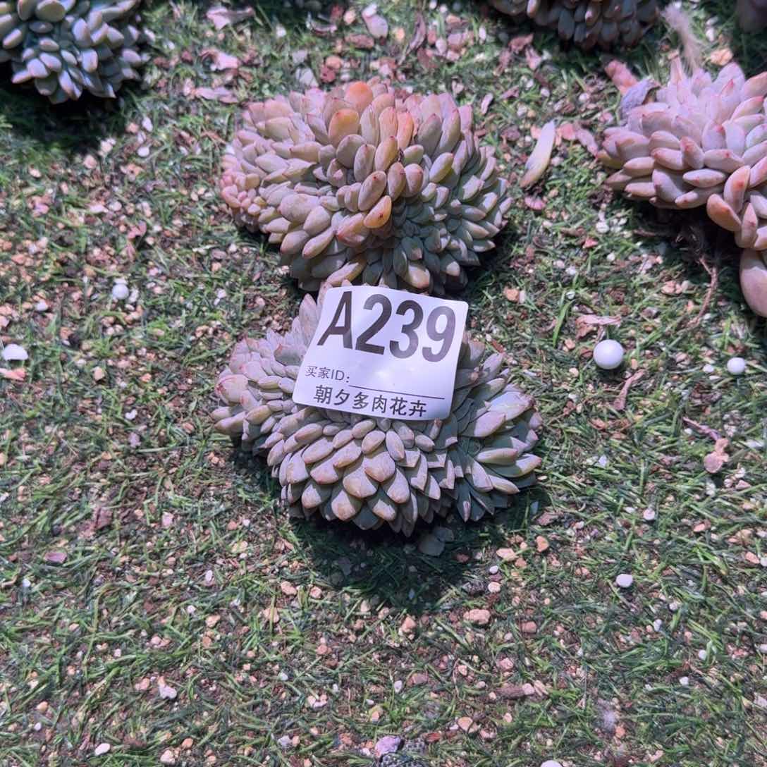 星影缀化福利福利