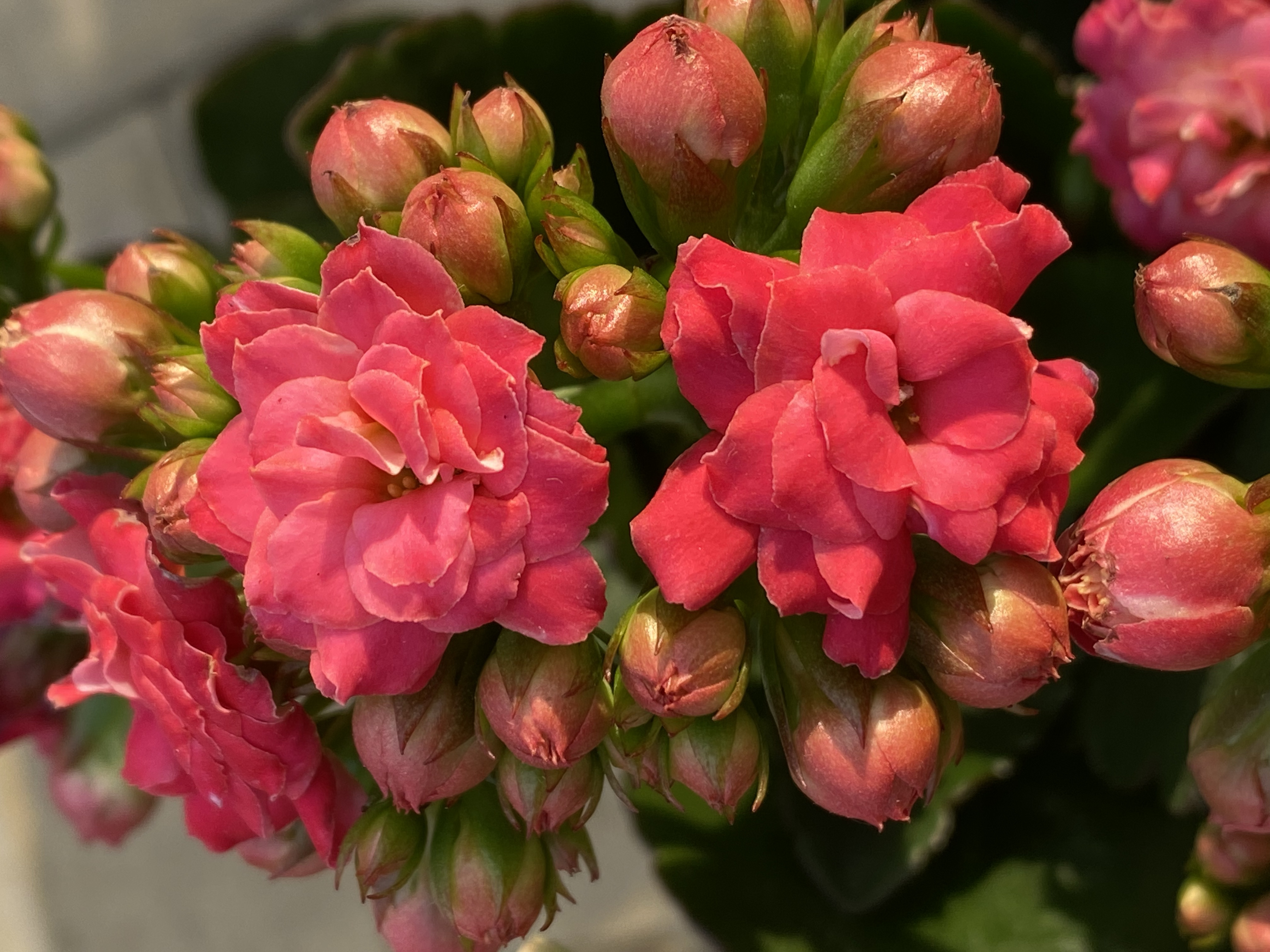 24新品 唐贵妃 110盆 