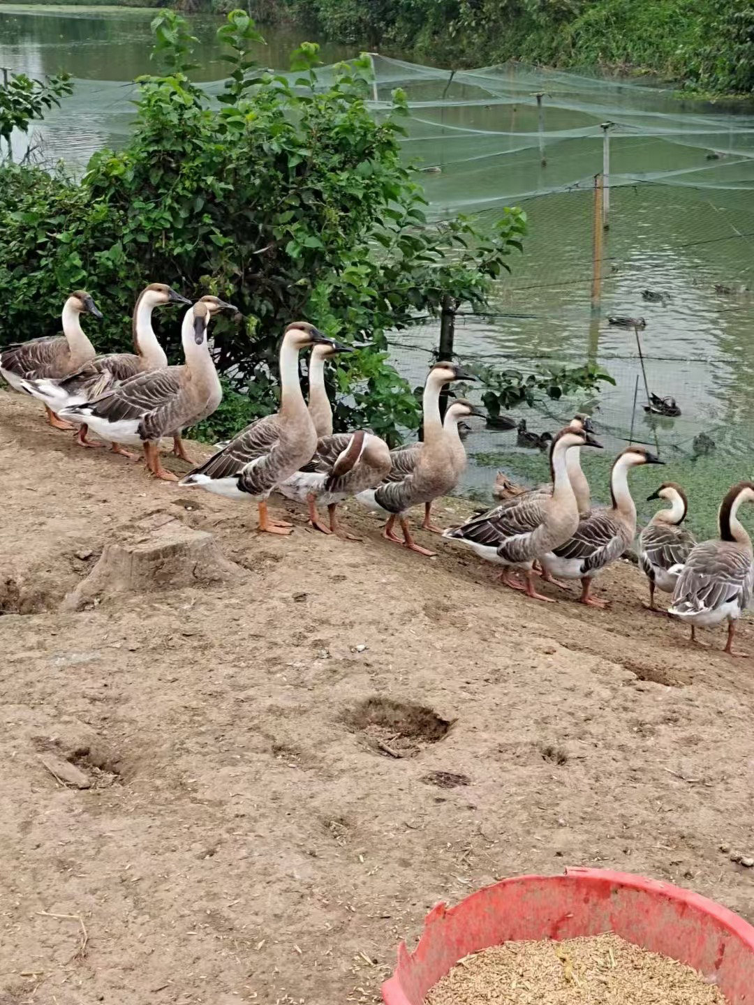 苏北滨海本土鸭子
