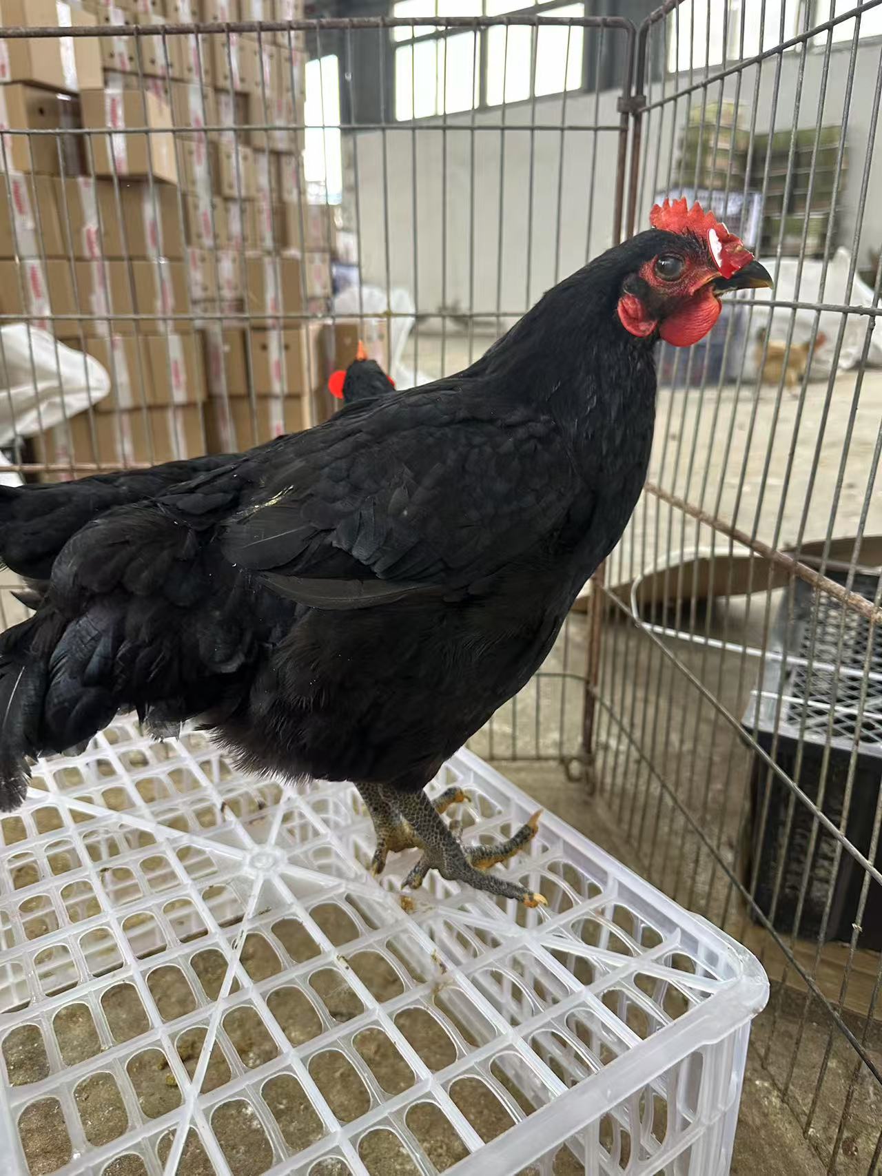  整鸡鸡肉 包邮包路上损失 