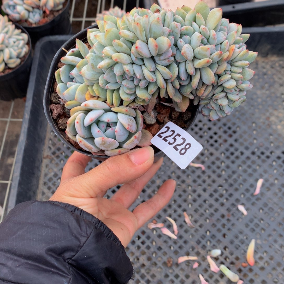 小***子22528缀嗯嗯嗯嗯嗯希望