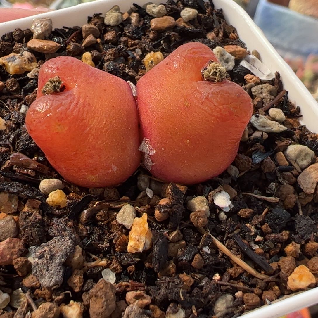 172多肉植物组合