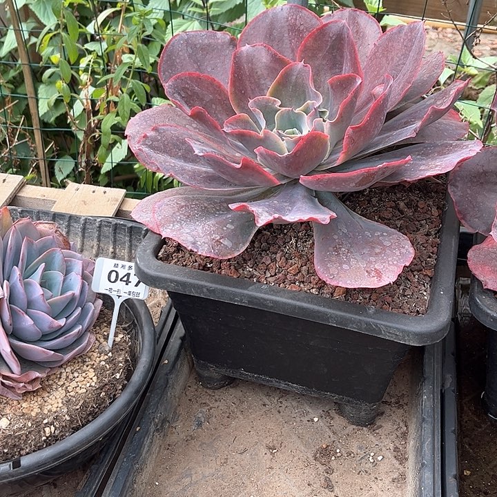 红陶虫****糖天空之城大单头