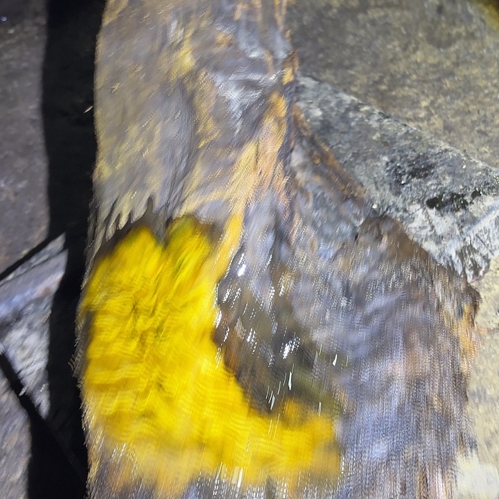 观***翠乌木金丝楠摆件毛料