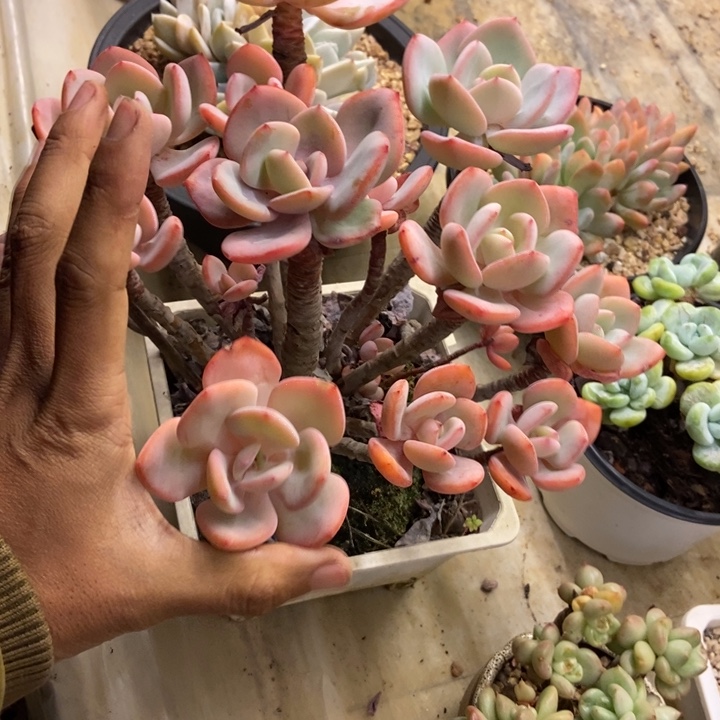 江***7多肉植物一物一拍