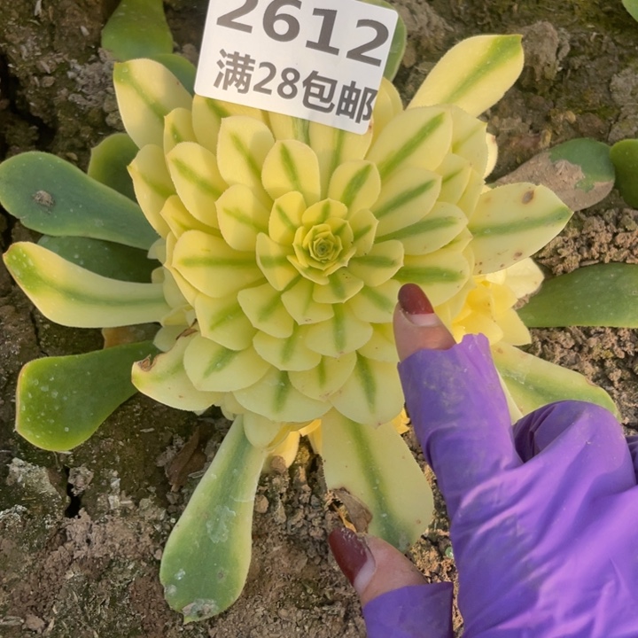 2612雪姬多肉植物一号棚M