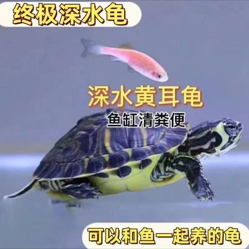 5-9厘米黄耳龟错甲一只