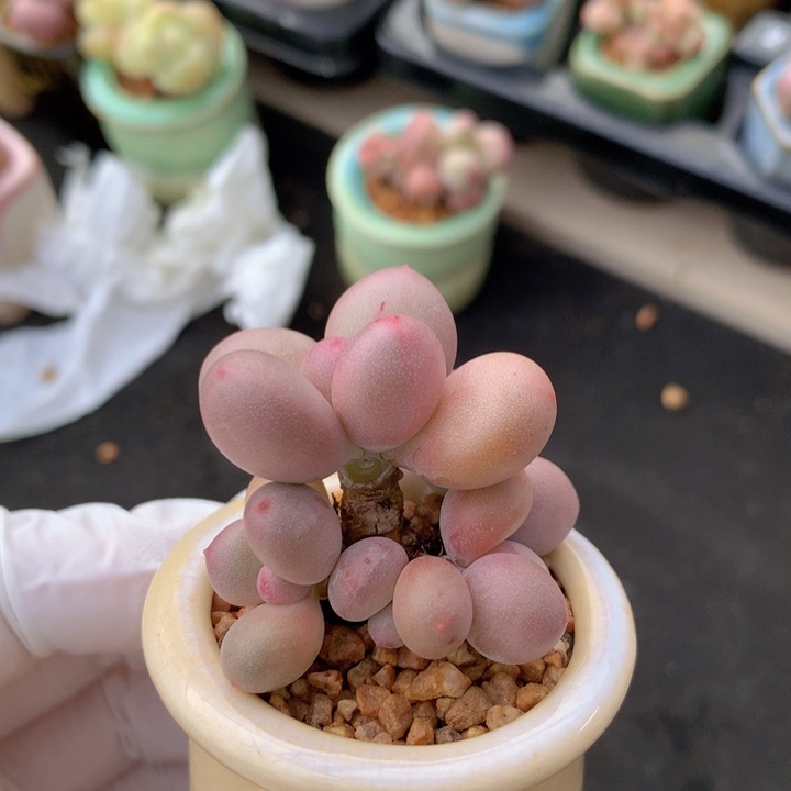 025 蛋黄奶酪 5头 造型漂亮 木质老桩