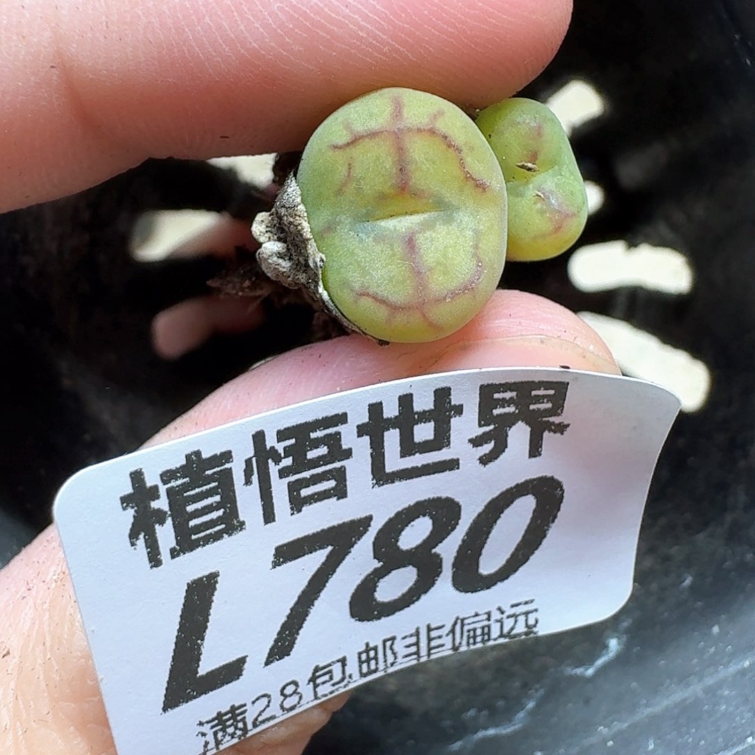 多肉植物的润泽ef