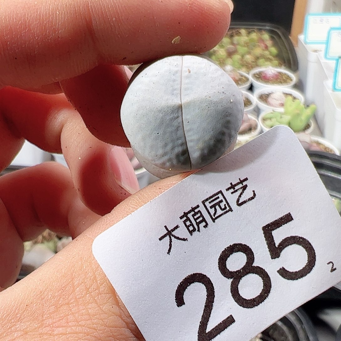 0000285 肉锥一物一拍……