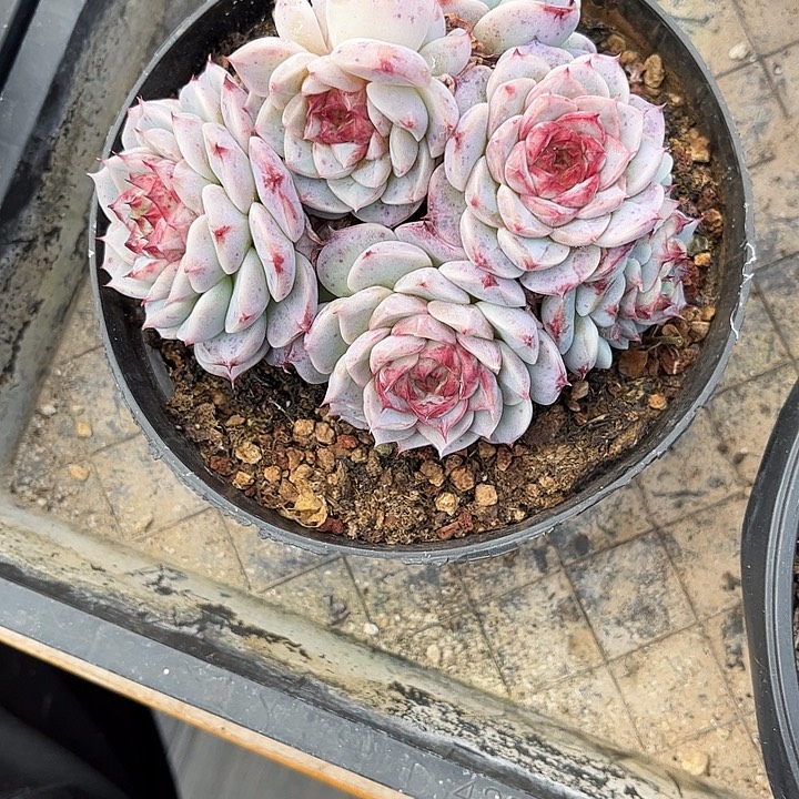 海***）多肉植物一物一拍