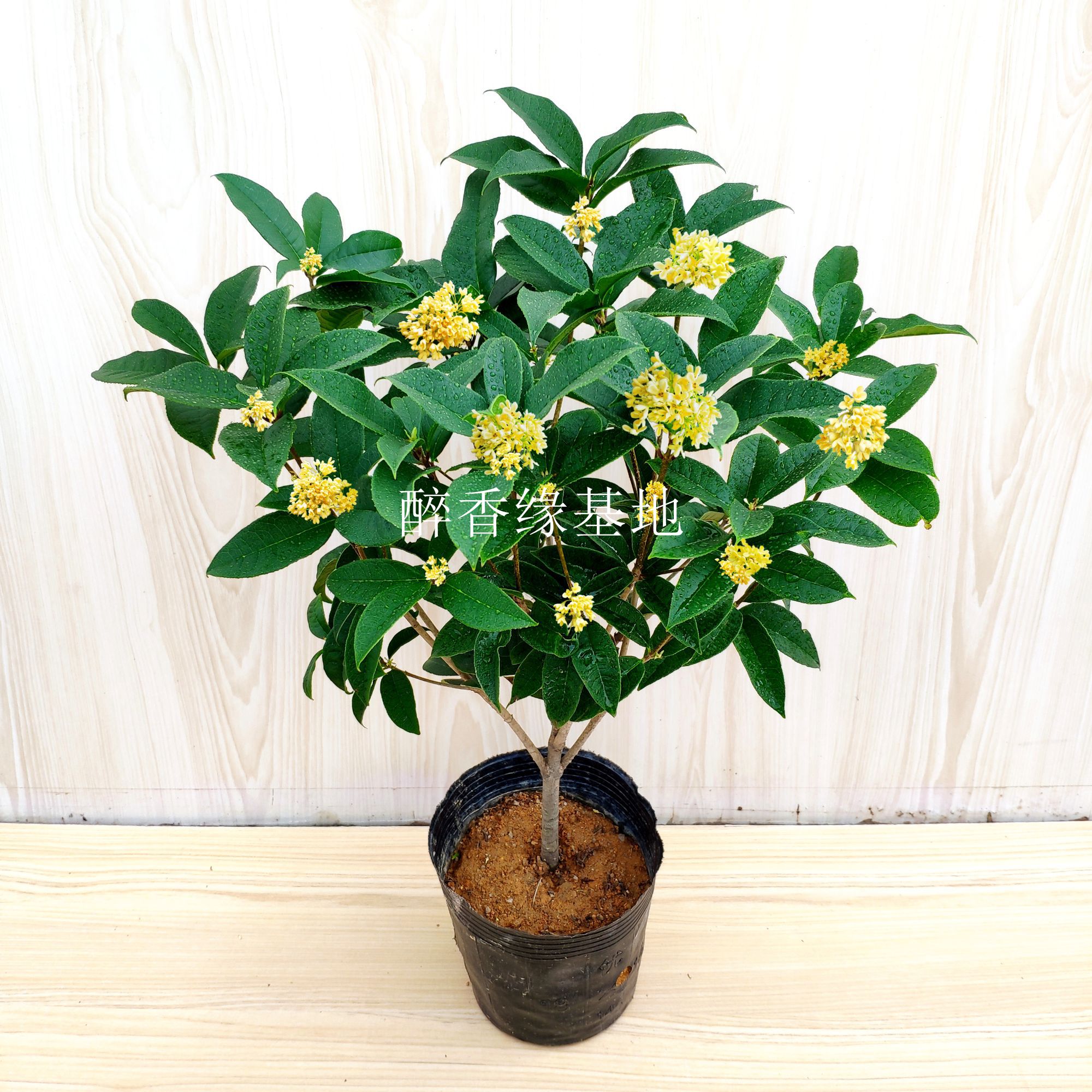 福建四季桂花盆栽树苗开花带香味室内客厅绿植阳台耐寒花期长热卖