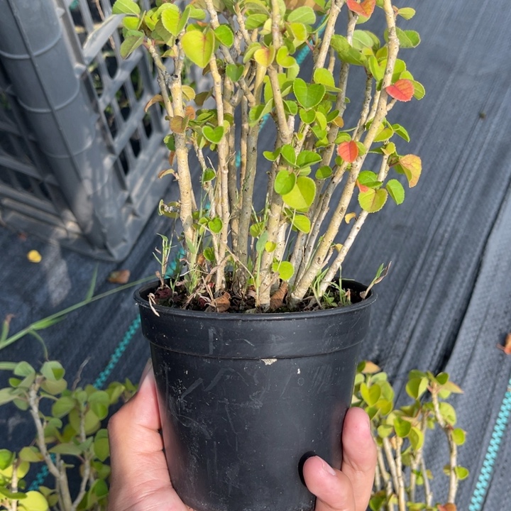无花朵盆栽盆栽植物花卉