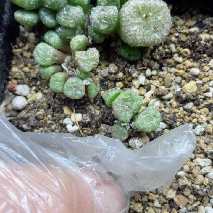 017流水铜壶5颗l l l