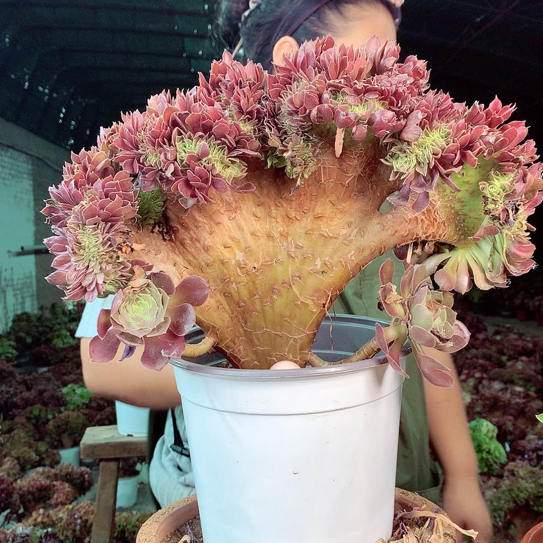 无花朵柒哥多肉法师不包侧断枝 60