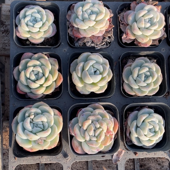 玉蝴蝶单头一颗冠幅5-6厘米20包邮新疆西藏不发