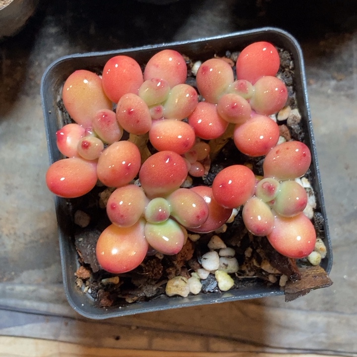 苹果奶酪多肉植物