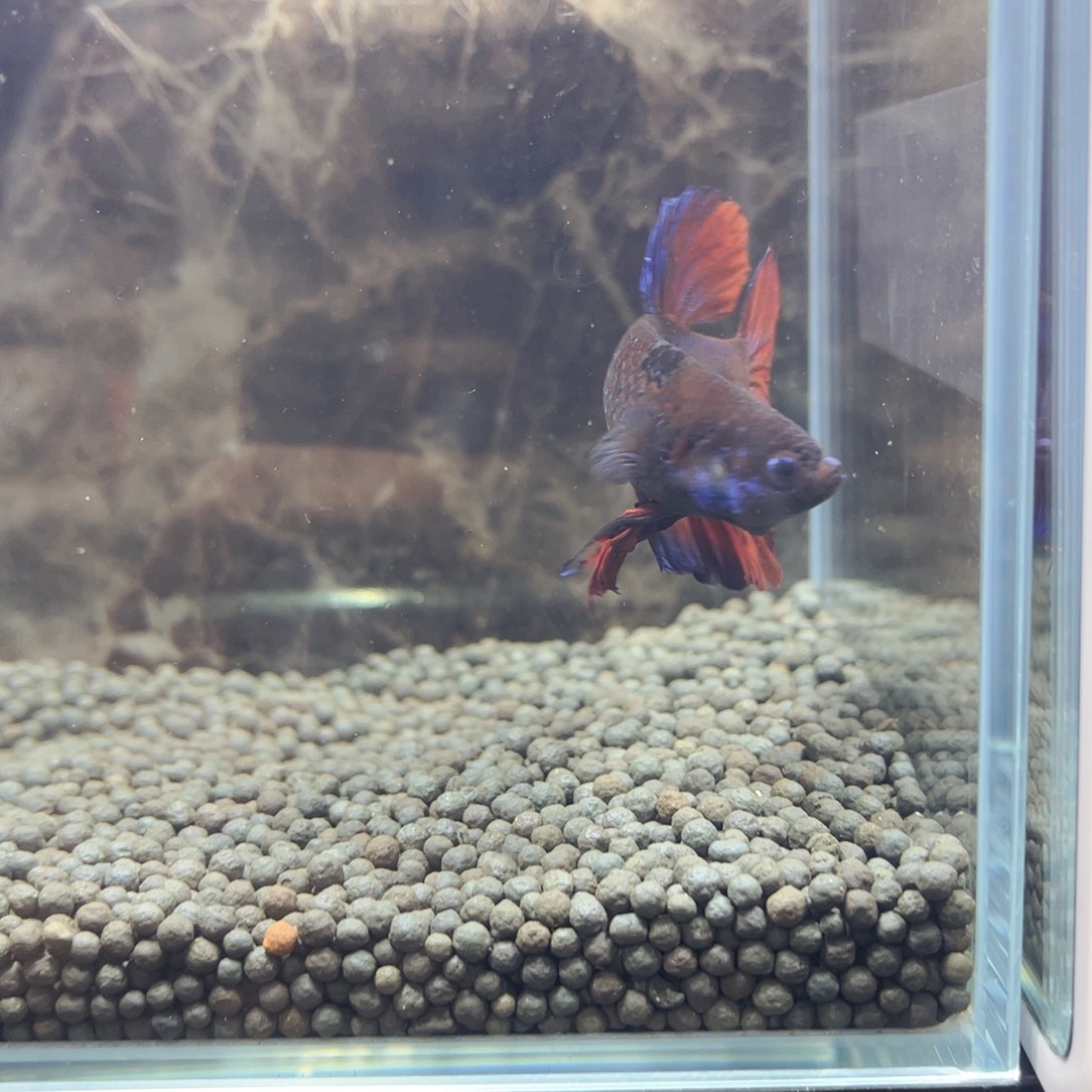 斗鱼记得记得记得记得记得记得记得就呵呵