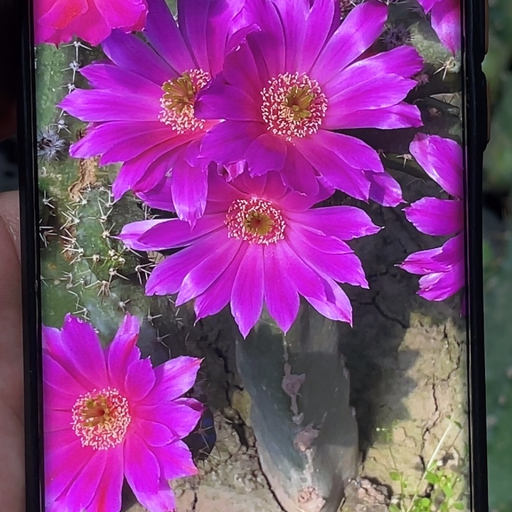 美花角枝条 高 10公分
