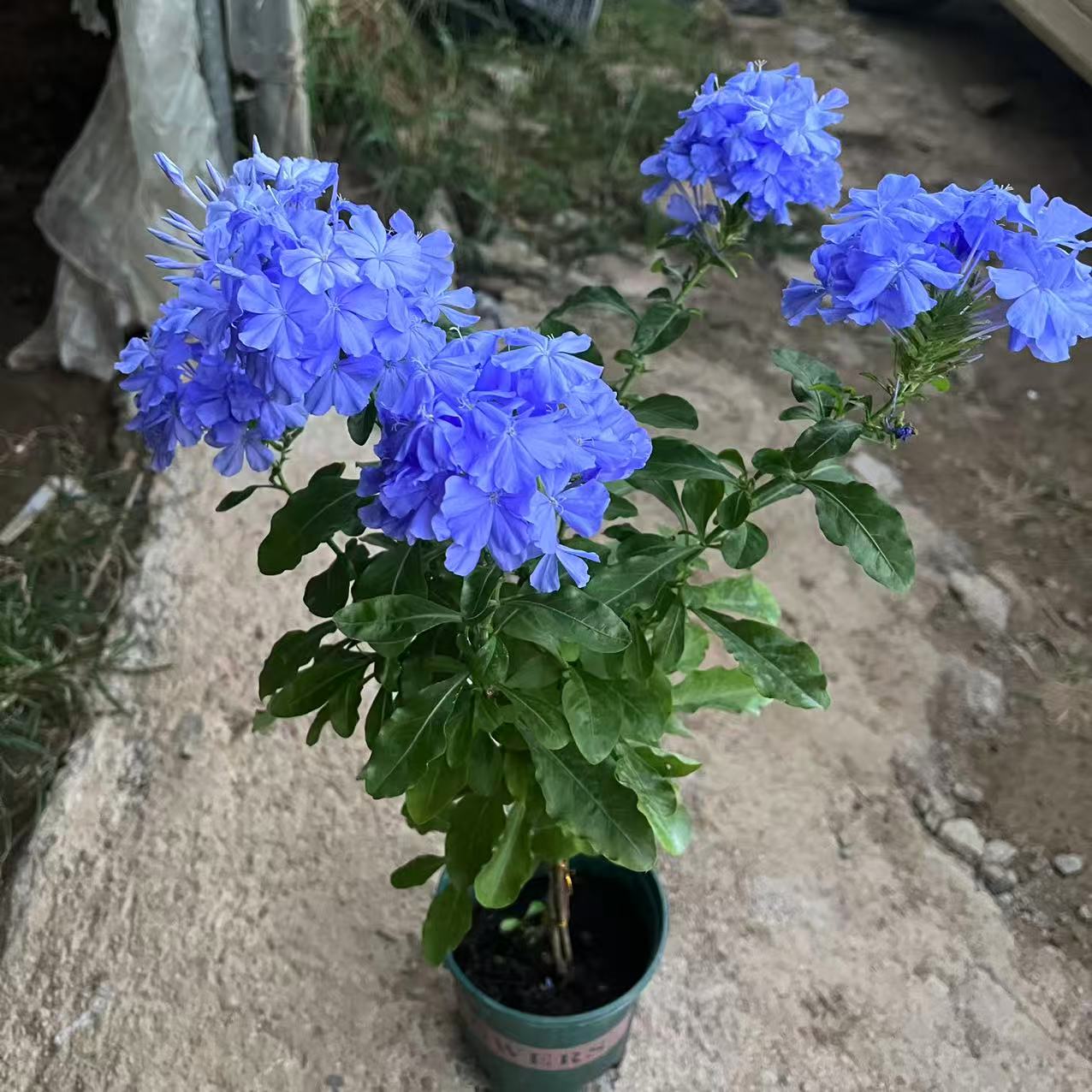 蓝雪花盆栽，草炭土加仑盆，室内必备，爆花神器