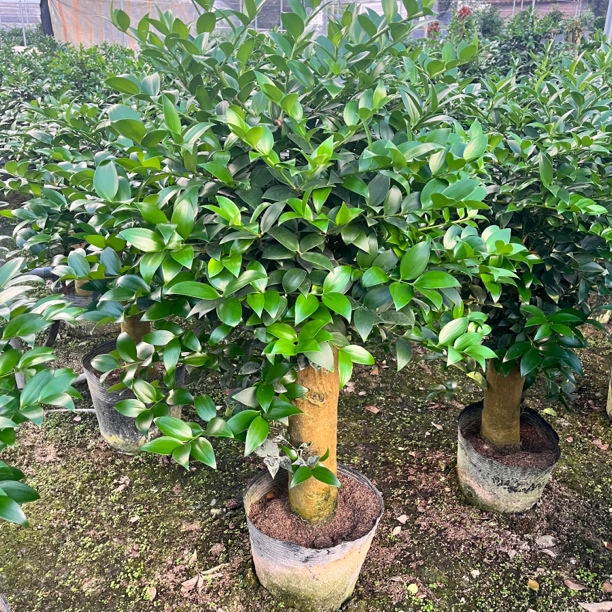 橄榄圆叶精品竹柏老桩盆景，兴旺竹长寿竹，直径8-10。高100-130公分