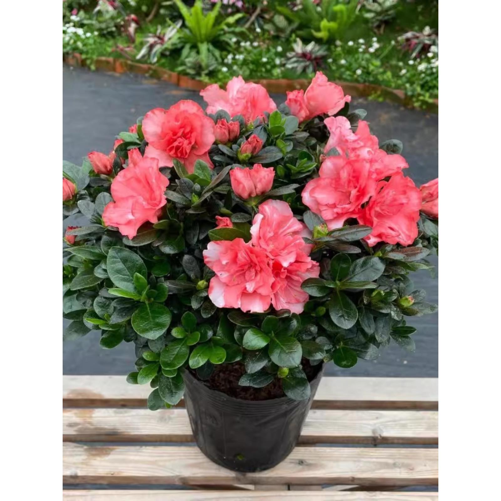 杜鹃花盆栽重瓣花卉植物室内四季开花鲜花带花苞树苗绿植好养易活
