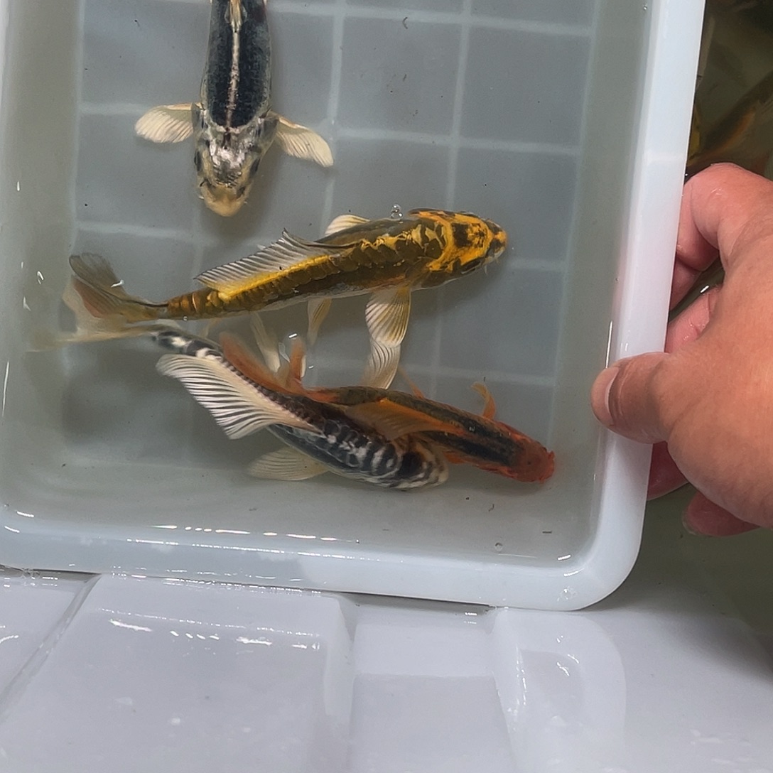 锦鲤包邮，包损，43