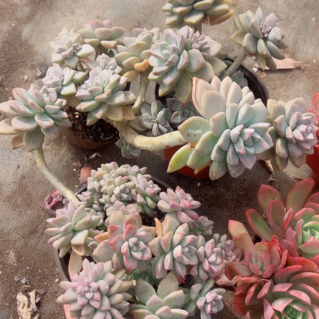 幽灵公主多头造型精品二盆